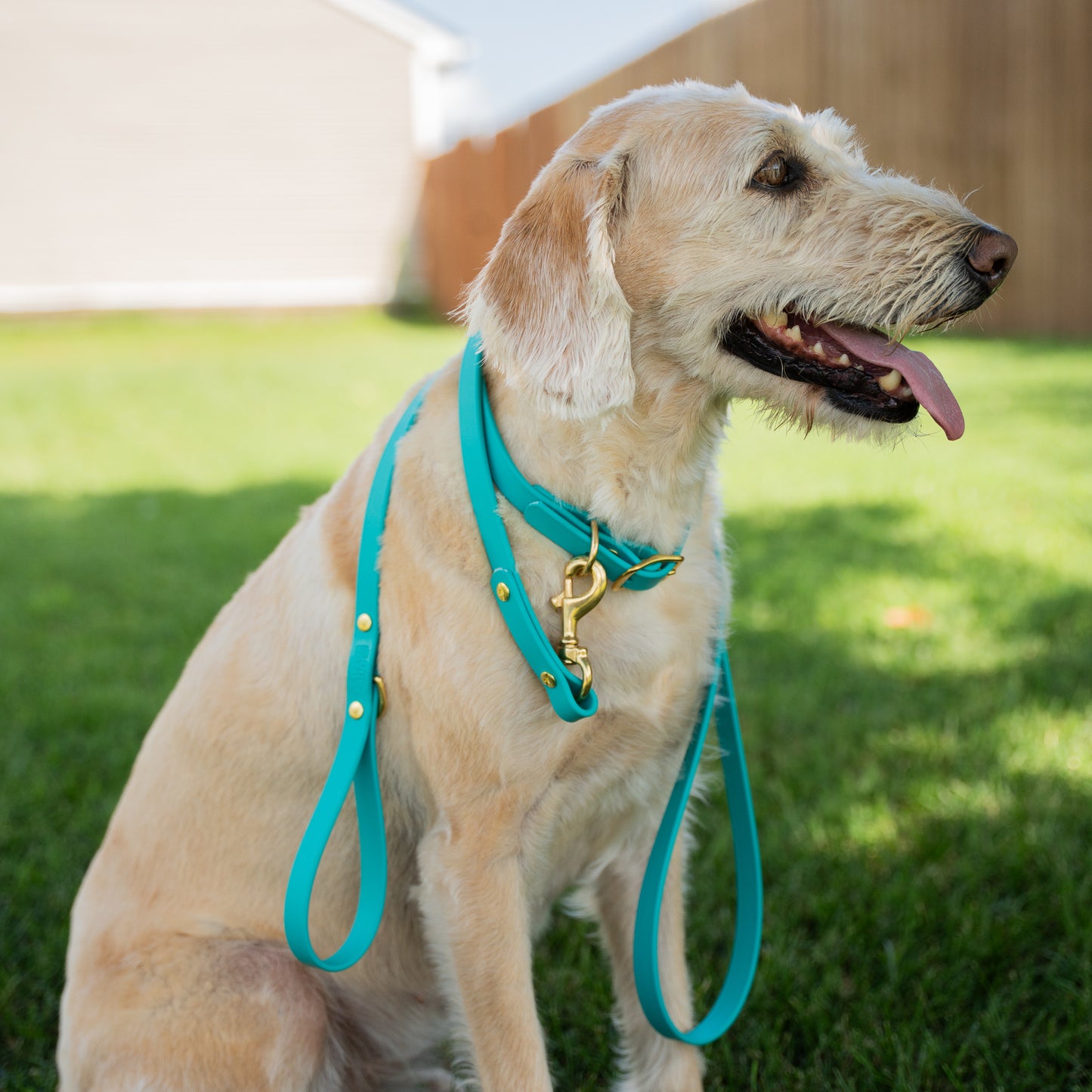 Dog on a leash with a blurred background Aurora Garnet Eclipse Glacier lifestyle