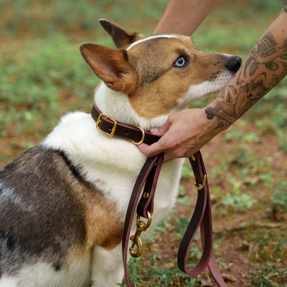 Hands putting on a leather and dog collar leash onto a small merle dog Garnet Terra Eclipse lifestyle