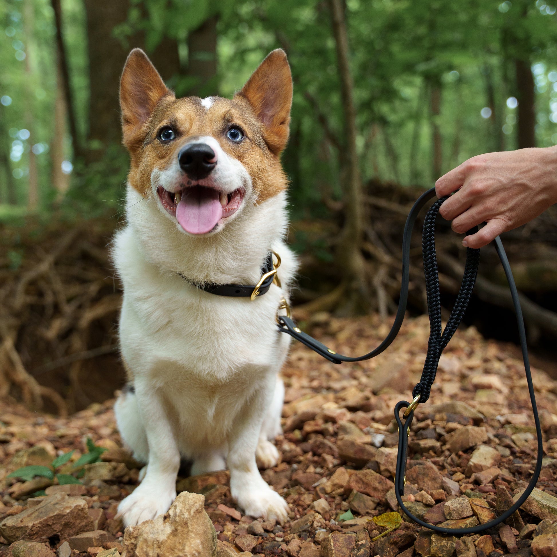 Dog sitting on a forest floor with a leash held by a person Eclipse Garnet Glacier Aurora lifestyle