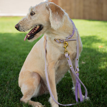 Dog sitting in the grass with a leash held by a person Eclipse Garnet Glacier Aurora lifestyle