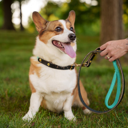 Dog on a leather hybrid leash in a park with a blurred background Glacier Aurora Eclipse Sand lifestyle