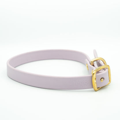 Purple dog collar with a gold buckle on a white background Aurora