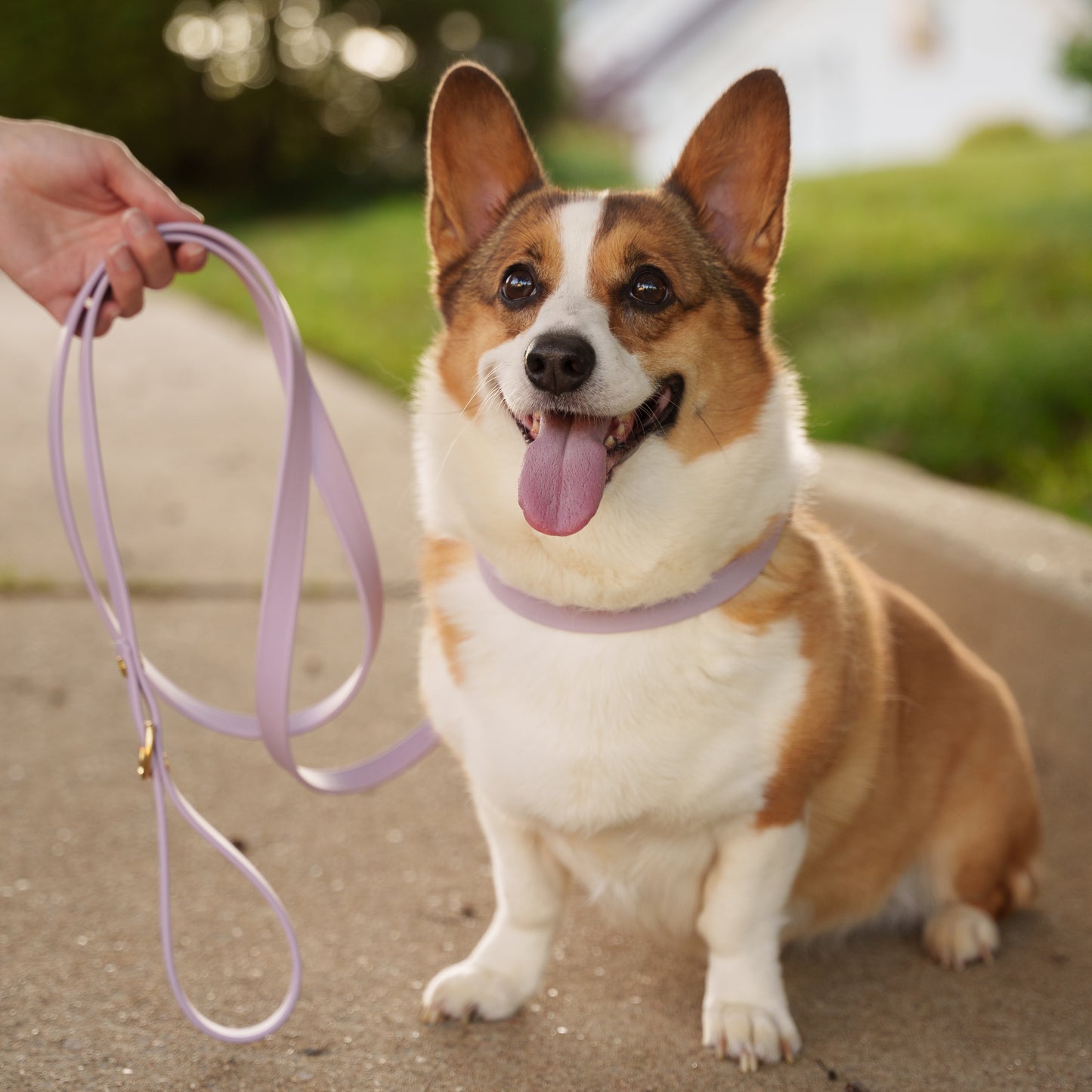Corgi dog on a leash with a blurred background Aurora Garnet Eclipse Glacier lifestyle