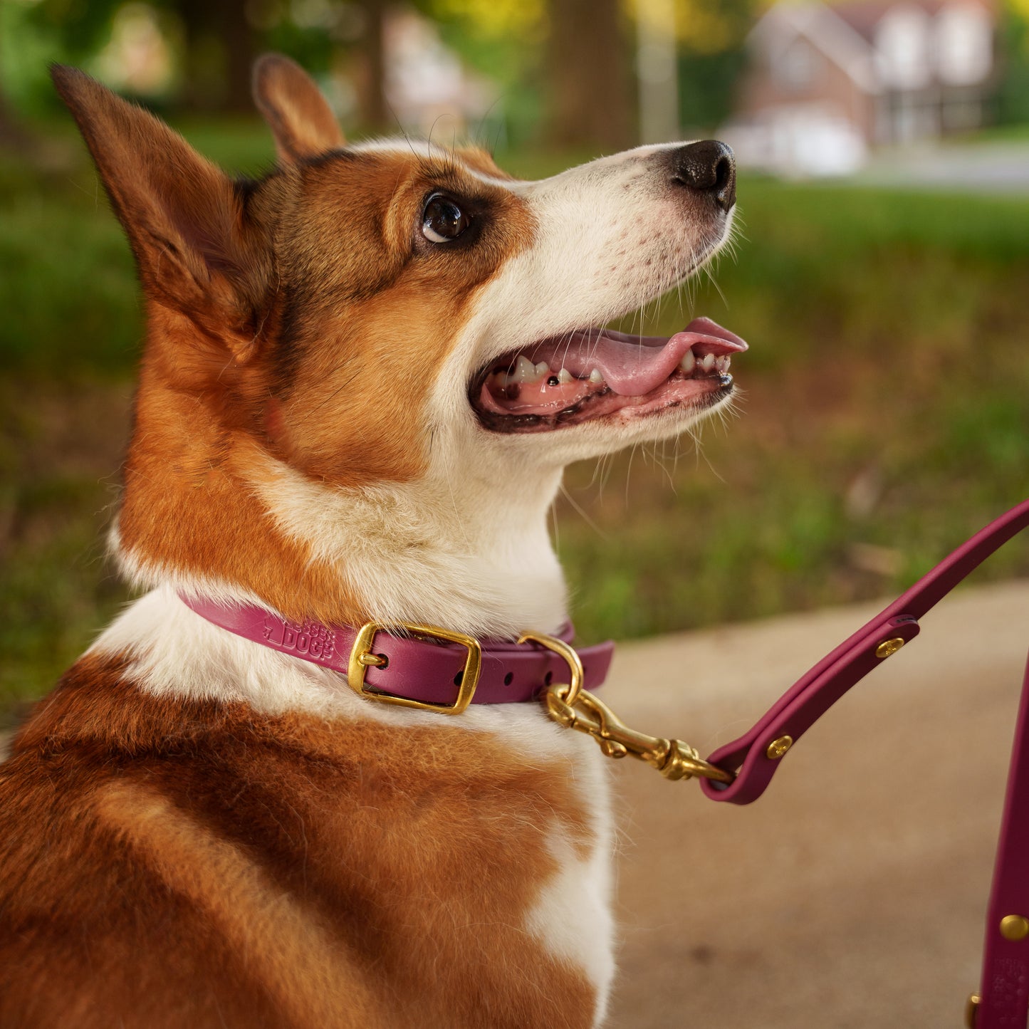 Dog with a burgundy biothane collar and leash in an outdoor setting Garnet Aurora Eclipse Glacier lifestyle