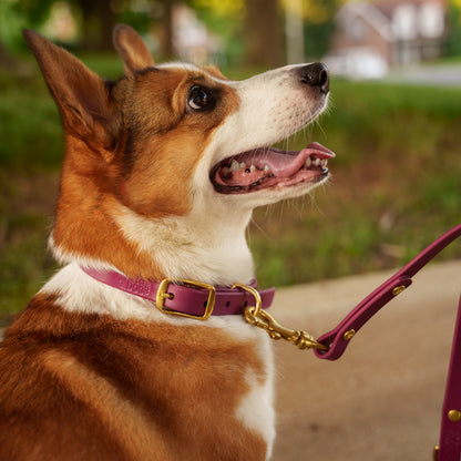 Dog with a burgundy biothane collar and leash in an outdoor setting Garnet Aurora Eclipse Glacier lifestyle