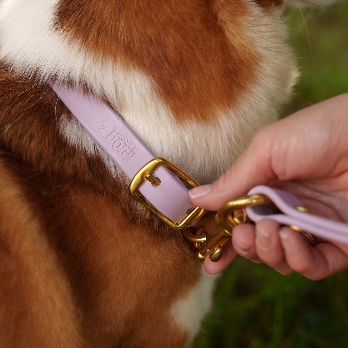 Person adjusting a pink dog collar with a gold buckle on a brown and white dog. Garnet Aurora Eclipse Glacier