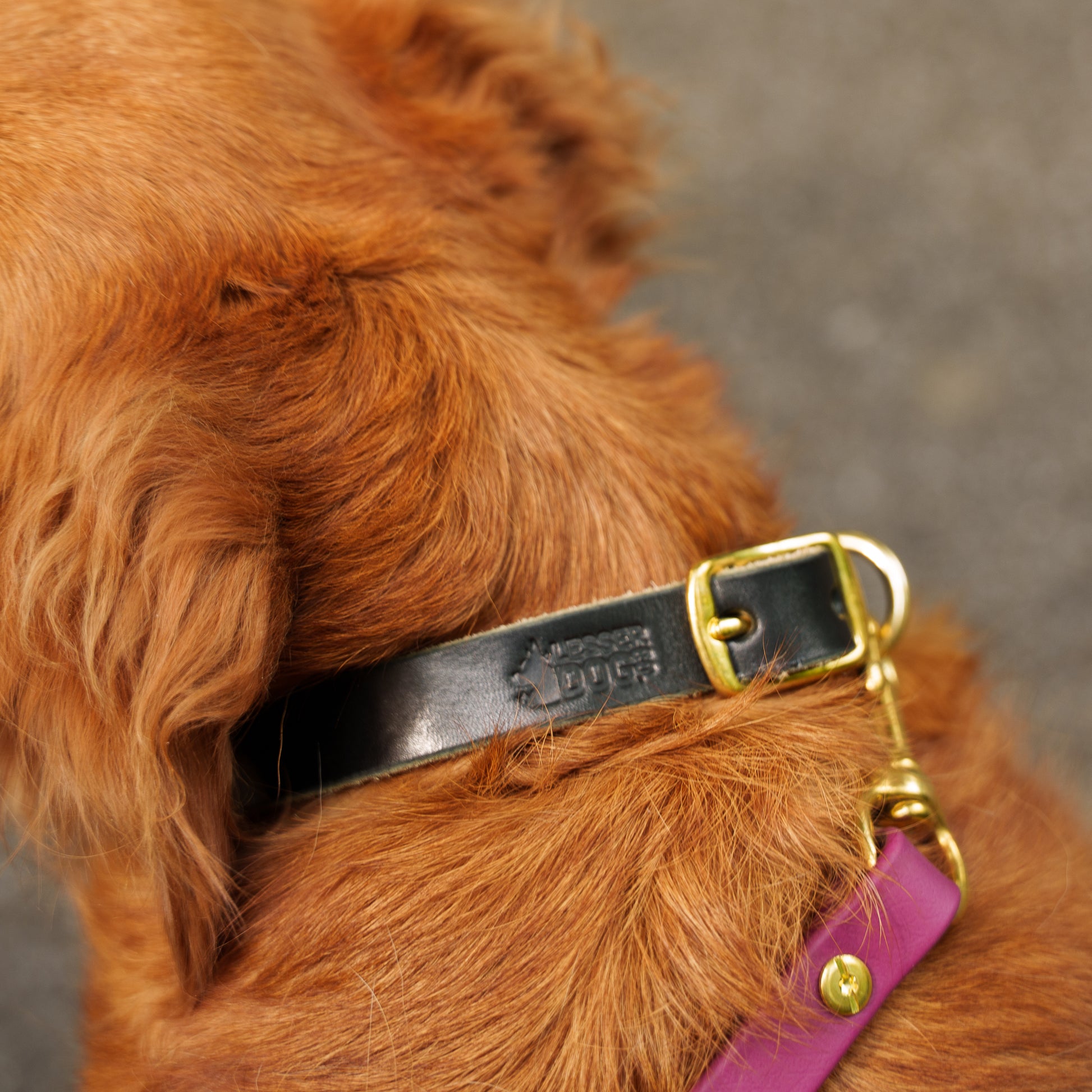 Leather dog collar Eclipse Garnet Terra